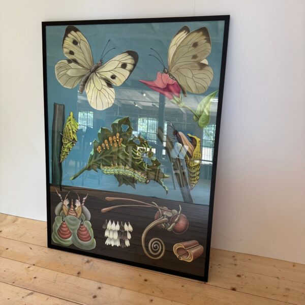 Poster didattico, farfalla, Svezia 1960