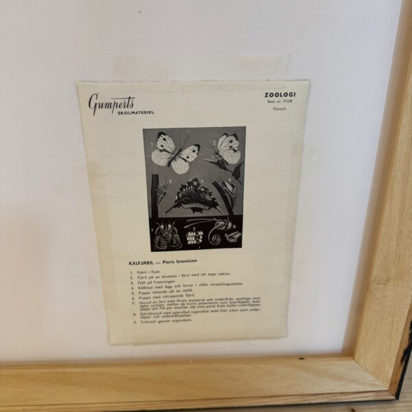Poster didattico, farfalla, Svezia 1960