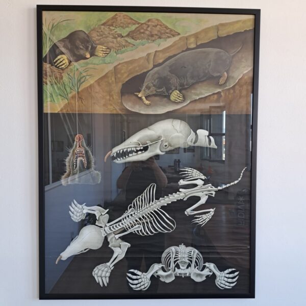 Poster con cornice in vetro