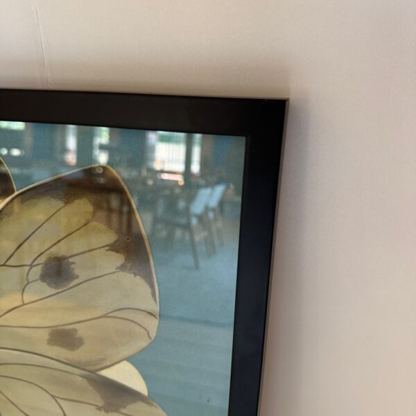 Poster didattico, farfalla, Svezia 1960