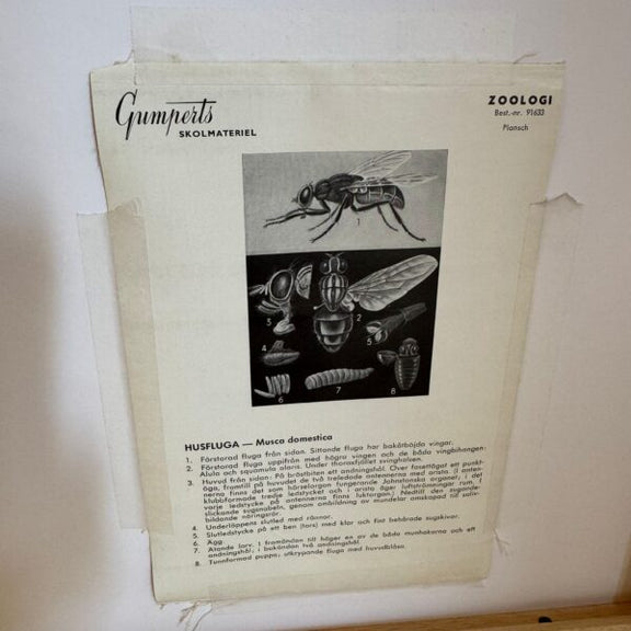 arredo vintage scientifico poster insetti