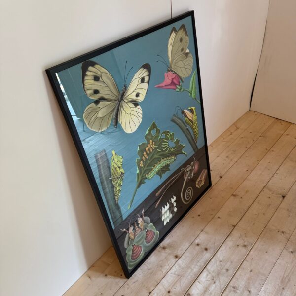 Poster didattico, farfalla, Svezia 1960