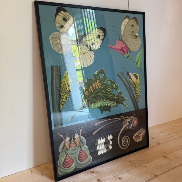 Poster didattico, farfalla, Svezia 1960