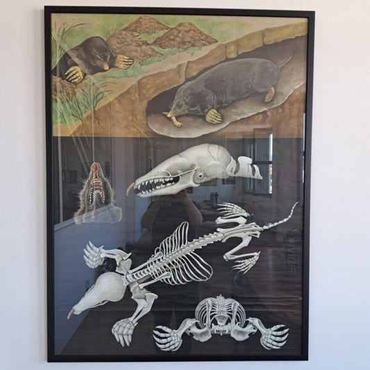 manifesto festival svedese grafica anni 60