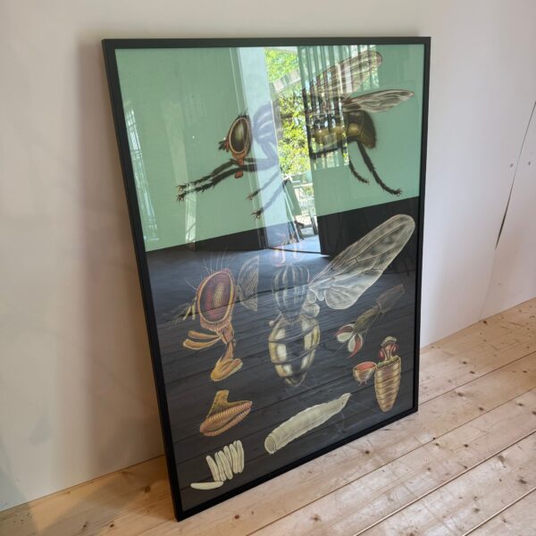 manifesto scolastico svedese entomologia mosca