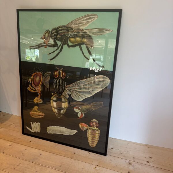 poster didattico vintage mosca svezia originale